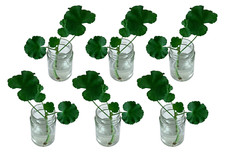 Hydroponic plant vases for sale  WATFORD