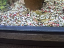 Crevettes neocardina davidi d'occasion  Villeurbanne