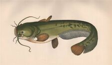 Wels catfish. silurus for sale  LONDON