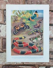 Original 1920s venomous for sale  BASINGSTOKE