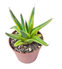 Agave regina vittoria usato  Villalba