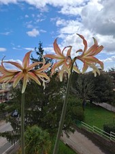 Hippeastrum 5 seeds usato  Bagnoregio