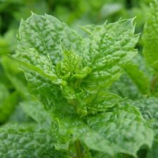 Menta marocchina mentha usato  Valmacca
