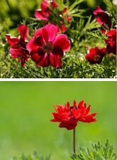 Rote buschwindrose blumenzwieb gebraucht kaufen  Kaiserslautern