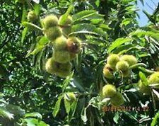 Dunstan american tree for sale  Tazewell