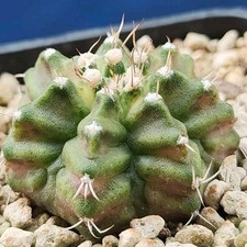 Gymnocalycium rex pot usato  Tramonti