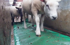 Best value sheep for sale  ENNISKILLEN