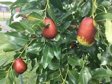 Lang jujube tree for sale  Crozet