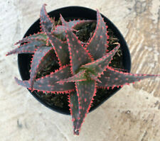 Star aloe christmas for sale  San Marcos