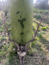 Fallow skull antlers for sale  BANCHORY
