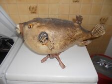 Poisson perroquet diodon d'occasion  Nancy-