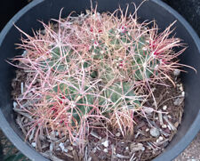 Ferocactus cylindraceus fire for sale  North Las Vegas