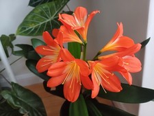 clivia plants for sale clivia plants for sale BIRMINGHAM