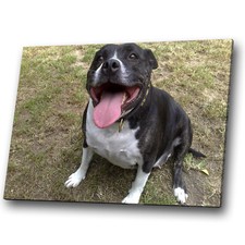 Animal canvas prints for sale  STRABANE