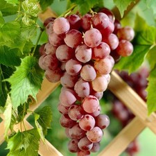 Grape suffolk red for sale  SOUTHAMPTON