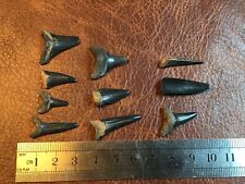 Collection fossilized shark for sale  NOTTINGHAM