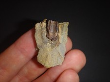 Edmontosaurus zahn echter gebraucht kaufen  Leipzig