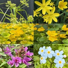 Wildlife pond starter for sale  ILFORD