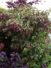 Leycesteria formosa purple for sale  HORSHAM