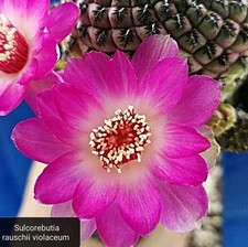 Sulcorebutia rauschii violacea usato  Tramonti
