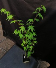 Seed grown acer for sale Seed grown acer for sale  Rochester