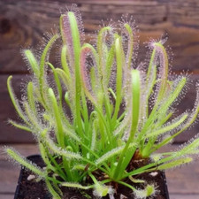 Pianta carnivora drosera usato  Cirie