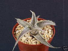 Dyckia marnier lapostollei for sale  Miami
