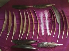 Brown peacock secondary for sale  Lufkin