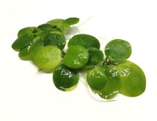 Limnobium laevigatum frogbit for sale  PLYMOUTH