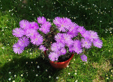 Pcs pink lampranthus for sale  DARTFORD
