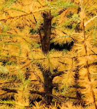 Larix laricina larice usato  Napoli