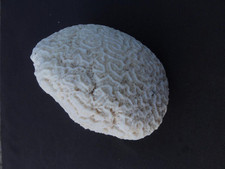 Brain coral fossil for sale  Johns Island