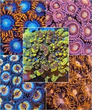 Coral pack frags for sale  NORTHAMPTON