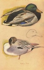 Original vintage bird for sale  MOLD
