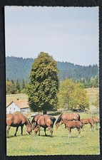 Pferdepostkarte pferde pferdep gebraucht kaufen  Sondershausen