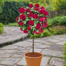 Harkness standard raspberry for sale  PETERBOROUGH