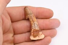 Dent fossile poisson d'occasion  Forcalquier