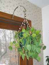 Indoor plant hanger for sale  Goshen