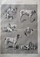 Hunting dogs beagles d'occasion  Saint-Cyprien