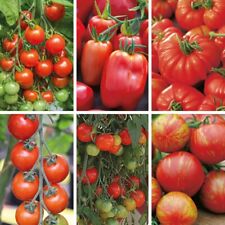 Mix tomato plug for sale  NOTTINGHAM