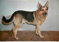 Animals dogs german d'occasion  Expédié en Belgium