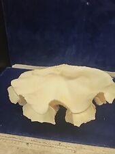 Beautiful natural clam for sale  San Diego