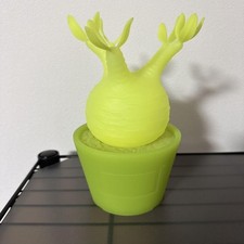 Pachypodium gracilis figure d'occasion  Expédié en Belgium