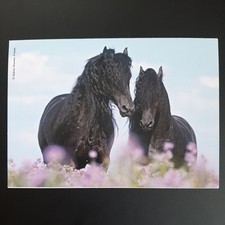 Pferdepostkarte pferd heye gebraucht kaufen  Beeskow