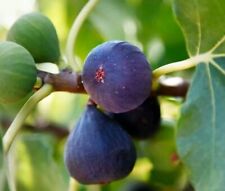 Boutures figuier rustique d'occasion  Cahors