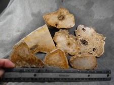 Indonesian coral agate for sale  Hood River
