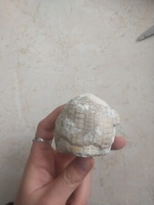 Jeżowiec Echinocereus Skamieniałość - Kreda - Skamielina - Poland, używany na sprzedaż  PL