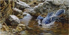 Bathing blue jay for sale  Boulder