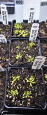 Venus flytrap green for sale  Lorton