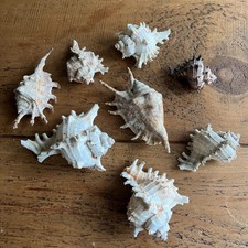 Vintage sea shells for sale  READING